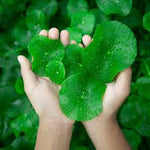 Centella Asiatica