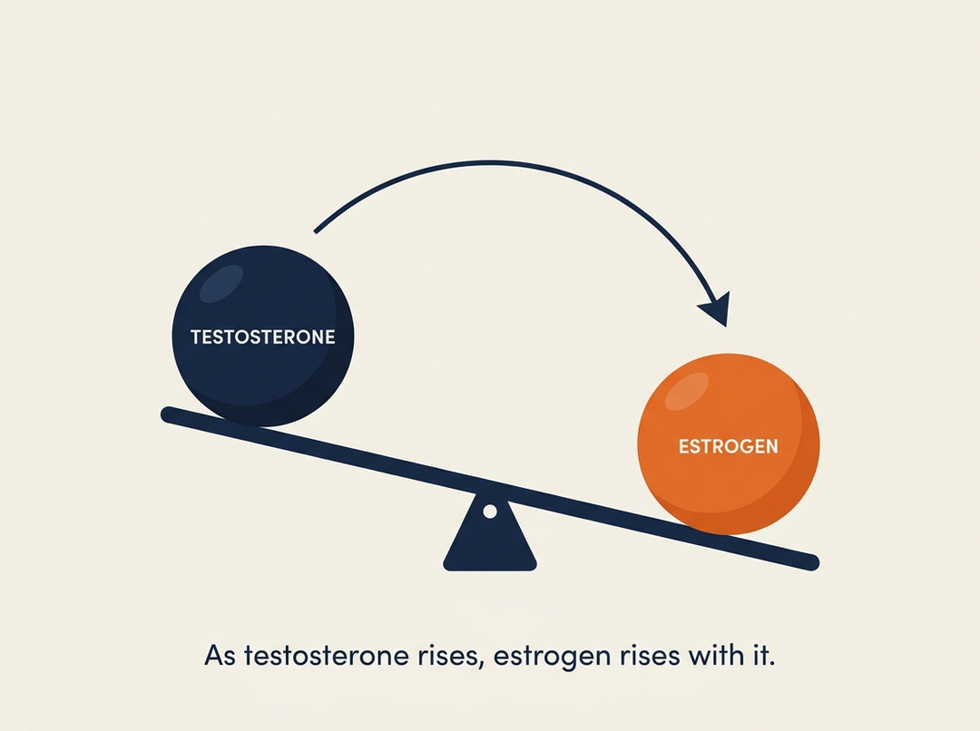 Testosterone and estrogen on a seesaw: as testosterone rises, estrogen rises with it